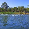 Birds fly away as we approach them. Os pássaros voam quando nos aproximamos. : Lake Bastrop South Shore